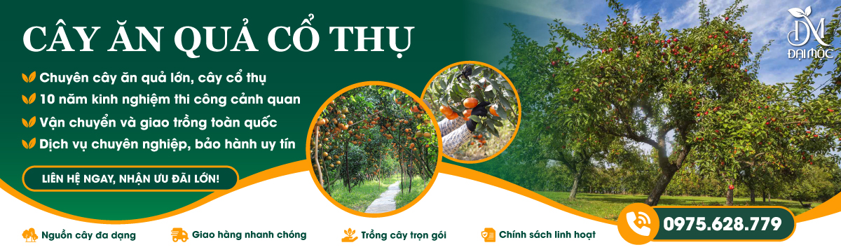 Banner danh mục Cây Ăn Quả Cổ Thụ