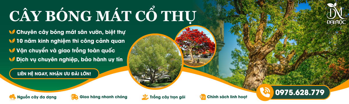 Banner danh mục TOP CÂY BÓNG MÁT CỔ THỤ ĐẸP 2026