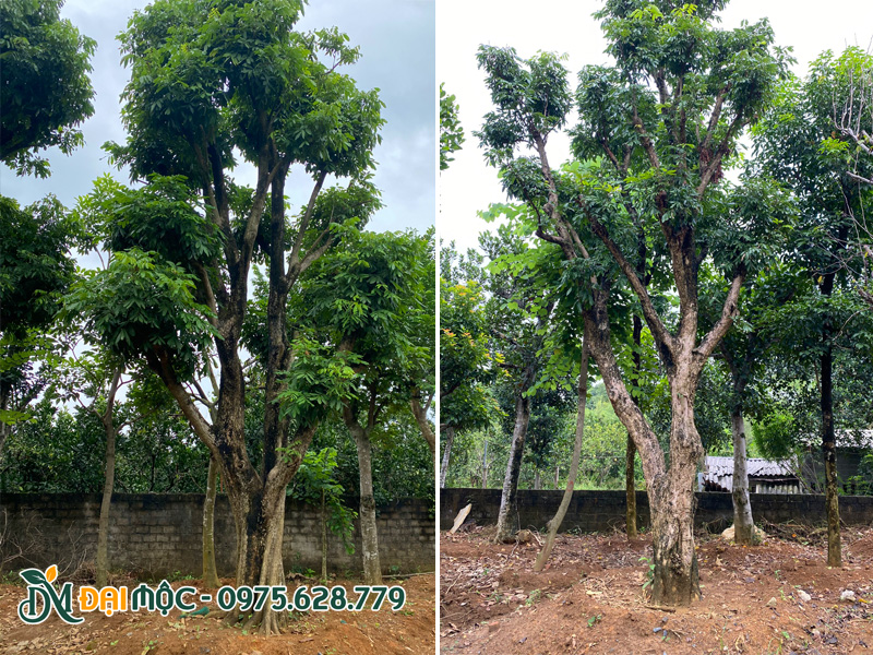 Hai gốc nhãn cổ thụ đường kính gốc 40 - 45cm chiều cao 6 - 7m