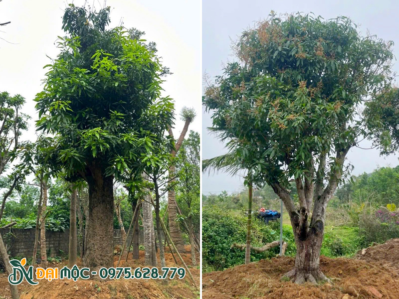 Những gốc xoài cổ thụ đường kính gốc 50 - 60cm đã dưỡng ủ nhiều năm