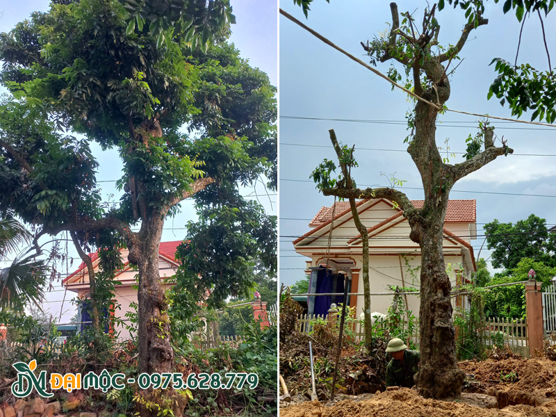Cắt tỉa cành lá và bứng bầu cây nhãn cổ thụ đường kính gốc gần 40cm