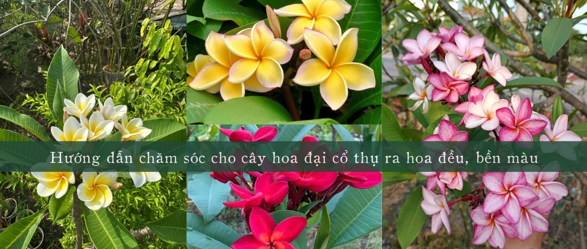 Giải đáp cây hoa đại cổ thụ có mấy loại?