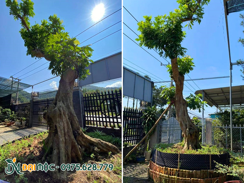 Cây nhãn cổ thụ dáng bay đẹp, trồng trong bầu nổi