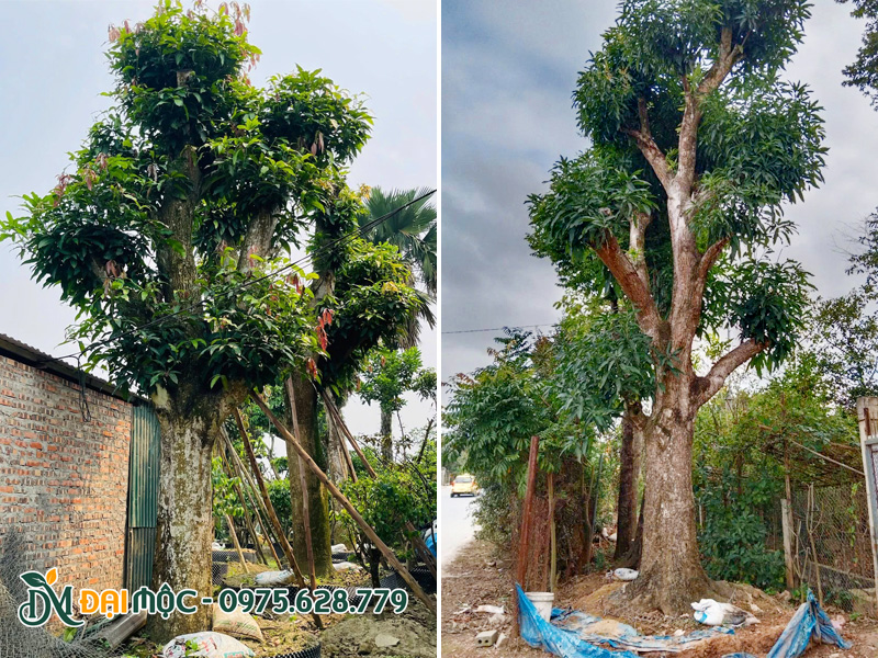 Những gốc xoài vanh gốc 180 - 230cm có sẵn tại vườn ủ