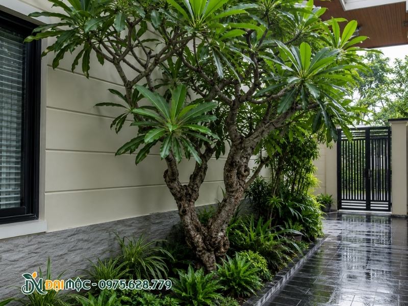 Cây hoa đại không đón được nhiều ánh sáng