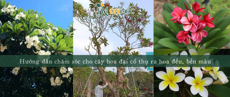 Cách ép cây hoa đại cổ thụ ra hoa đẹp