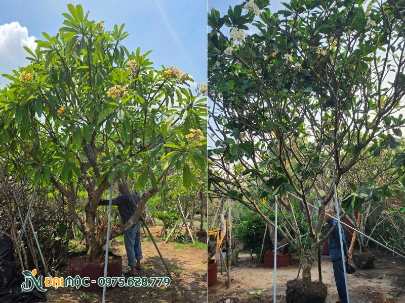 Cây hoa sứ đại rất ưa nắng