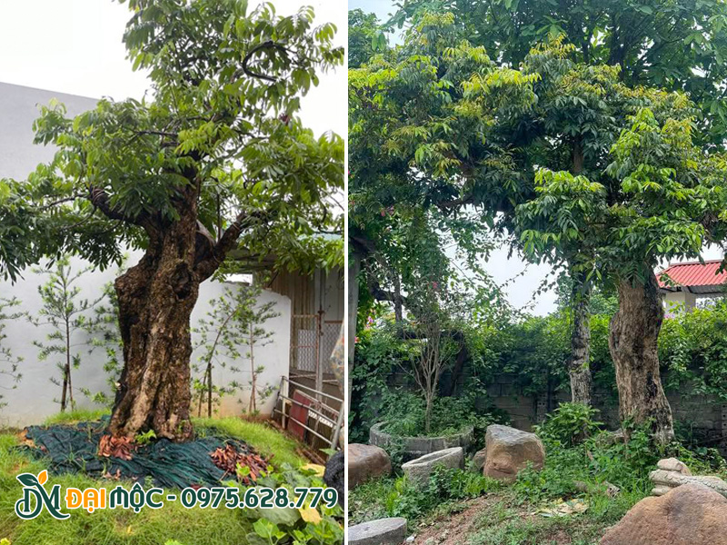 Những gốc cây nhãn cổ thụ thích hợp trồng sân vườn biệt thự