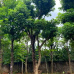 Cây nhãn cổ thụ 20 năm tuổi