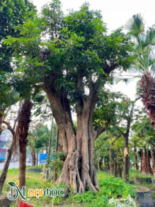 Cây nhãn cổ thụ dáng trực, đường kính gốc hơn 80cm