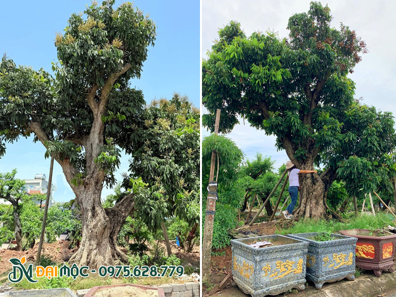 Gốc nhãn lớn thích hợp trồng sân vườn biệt thự lớn, nhà thờ họ hay khu resort