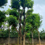 Cây nhãn cổ thụ vanh 180cm