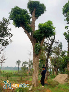 Cây hàng đại thụ chiều cao hơn 7m