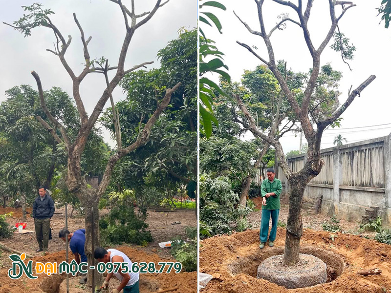 Bứng bầu cây nhãn lớn tại Phú Thọ, cây cao khoảng 6m