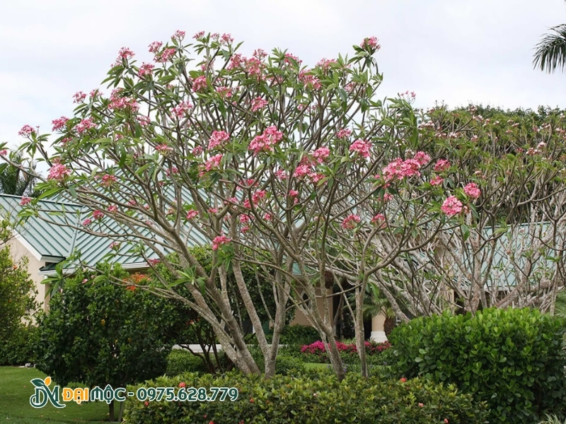 Hoa đại đẹp, màu sắc đậm