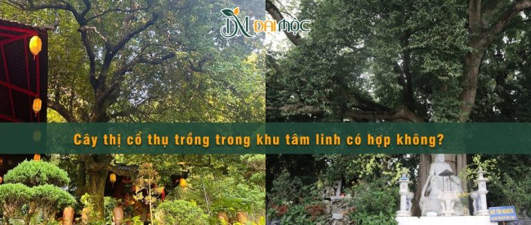 Cây thị cổ thụ trồng trong khu tâm linh rất phù hợp