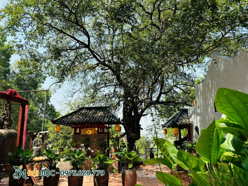 Cây thị là loài cây thân thuộc từ thời xa xưa