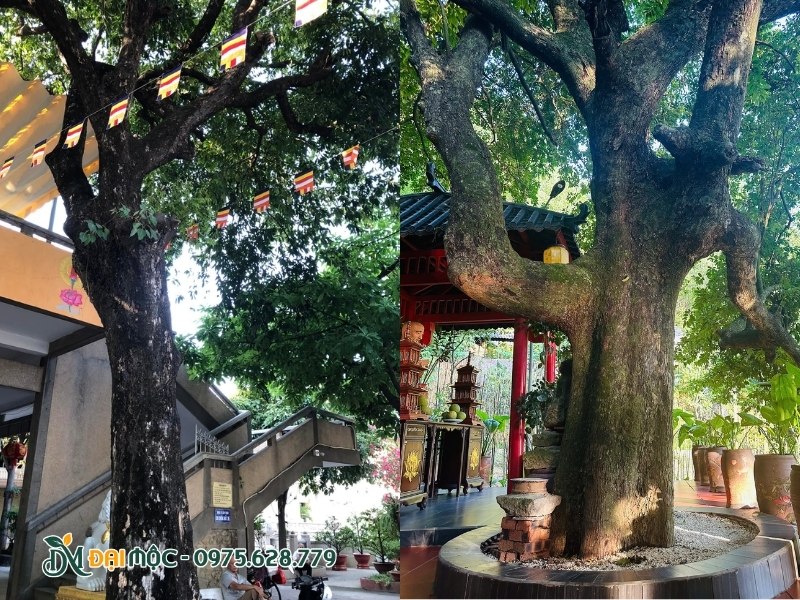 Trồng cây thị cổ thụ ở Minh Đường