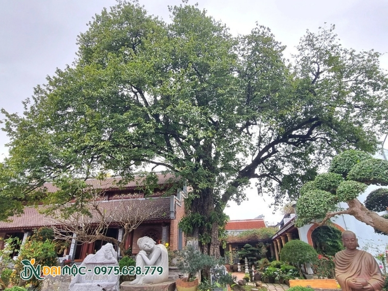 Cây thị trồng đơn lẻ bên trái ngôi chùa