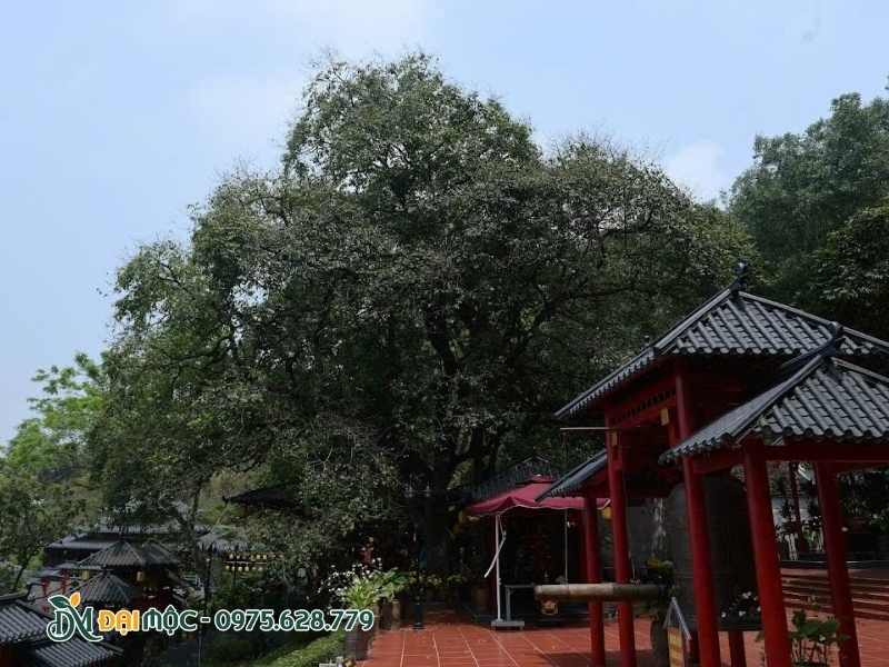 Cây thị trồng ngay cạnh chòi nghỉ