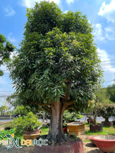 Cây Xoài Cổ Thụ Dáng Bề Thế