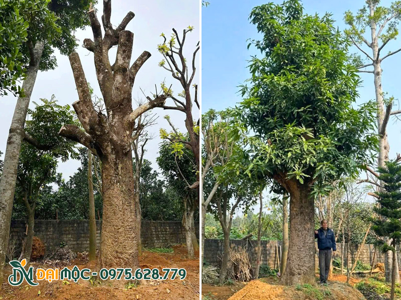 Dâm ủ gốc cây xoài tròn Yên Châu cổ thụ