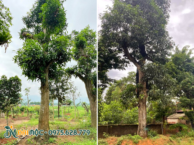 Cây xoài cổ thụ dâm ủ đã ra 2 - 3 đợt lá, tay cành bắt đầu xanh tốt