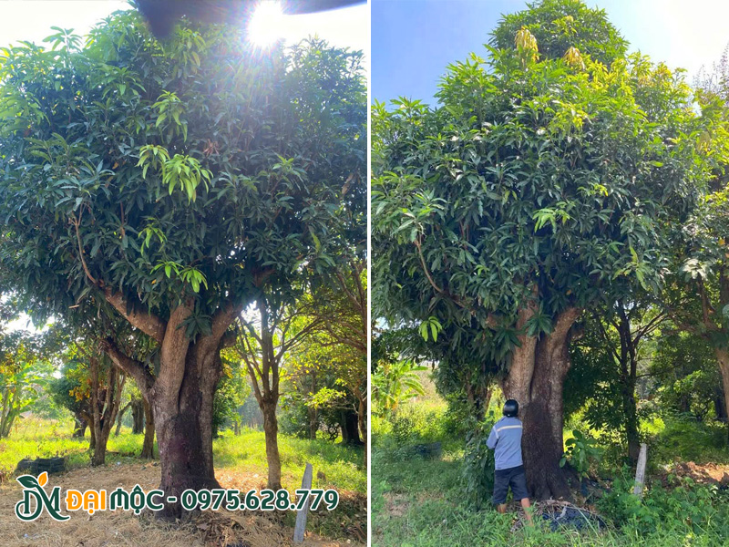 Những gốc cây xoài cổ thụ siêu khủng, đường kính gốc hơn 1m