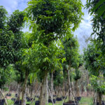 Cây xoài công trình tiêu chuẩn