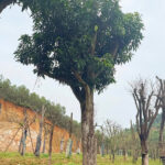 Cây xoài cổ thụ tinh tuyển 20 - 50 năm tuổi
