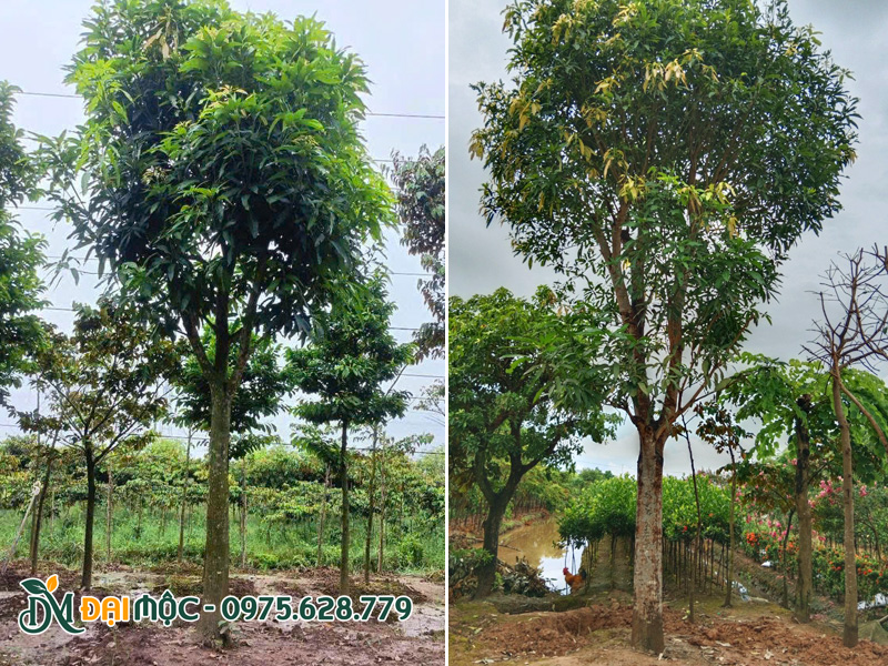 Cây xoài lâu năm sau khi dâm ủ tán đã phát triển hoàn thiện