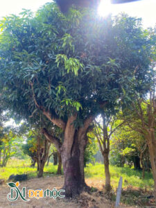 Gốc xoài đại thụ, vanh khoảng 300cm