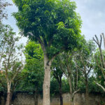 Cây xoài hơn 20 năm tuổi