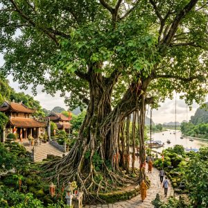 Cây Bồ Đề Cổ Thụ