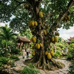 Cây cổ thụ độc bản tinh tuyển