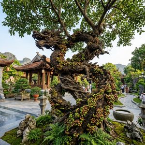 Cây Sung Cổ Thụ