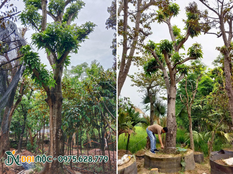 Cây dưỡng ủ trong bầu nổi cao, được chăm sóc và tưới kích rễ định kỳ trong 1 - 2 tháng đầu