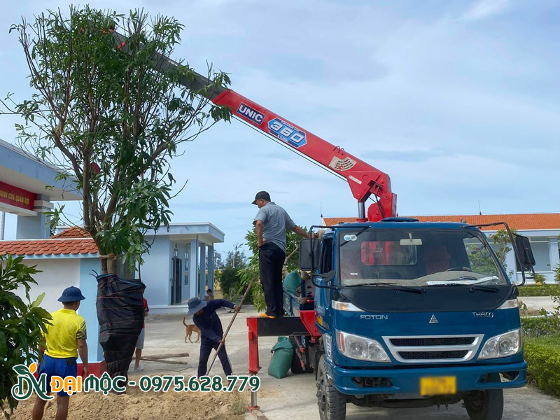 Tiến hành thi công trồng cây xoài cổ thụ trước cổng một doanh trại quân đội ở Hà Tĩnh