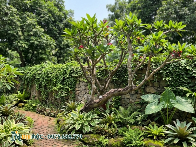 Trồng hoa đại đỏ ở sân vườn nhà