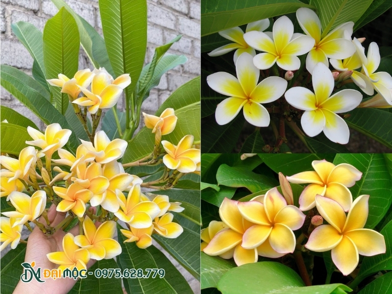 Hoa đại vàng có nhiều sắc độ khác nhau