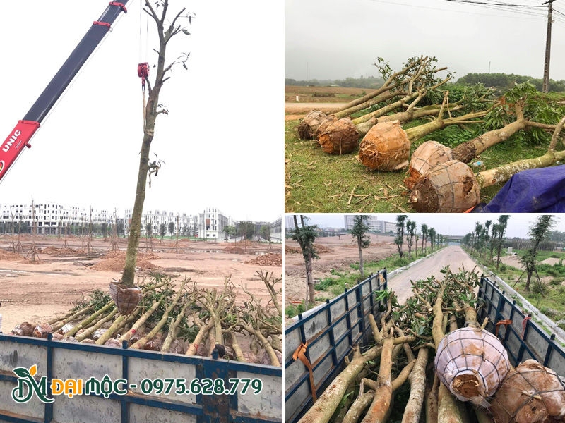 Thi công trồng cây xoài cổ thụ cho dự án khu đô thị quy mô lớn tại Hà Nội