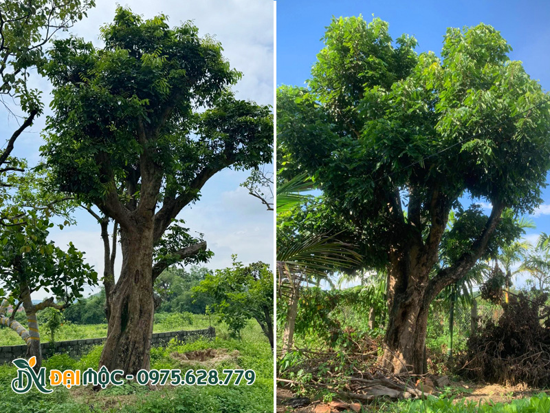 Hai gốc nhãn cổ thụ vanh 160 - 200cm
