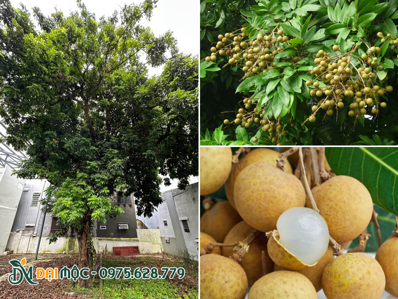 Cây nhãn hàng chục năm tuổi