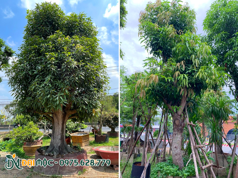 Cây xoài cổ thụ cao 5m trở lên
