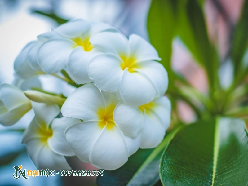 Hoa đại trắng bung xòe ấn tượng