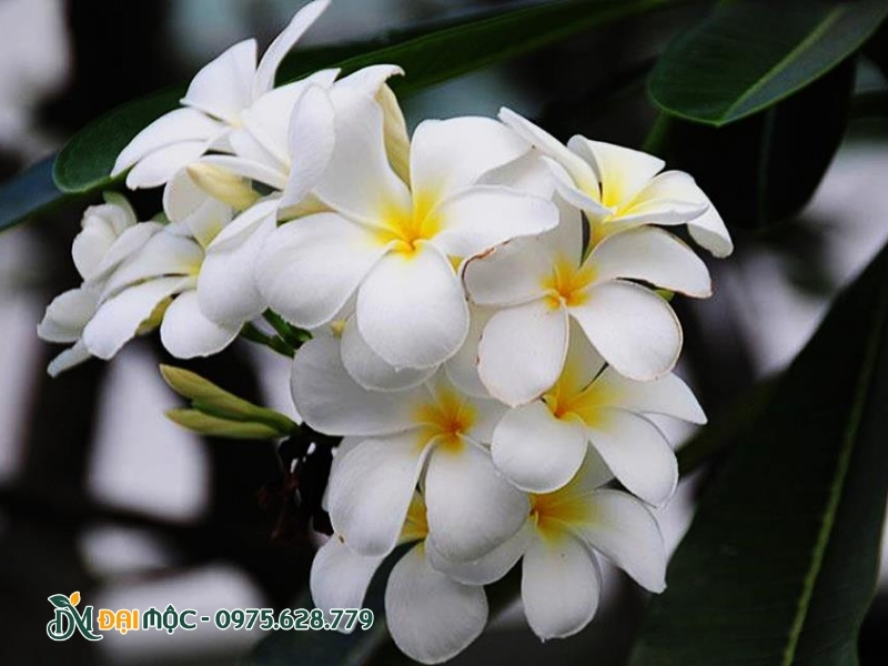 Hoa đại trắng muốt