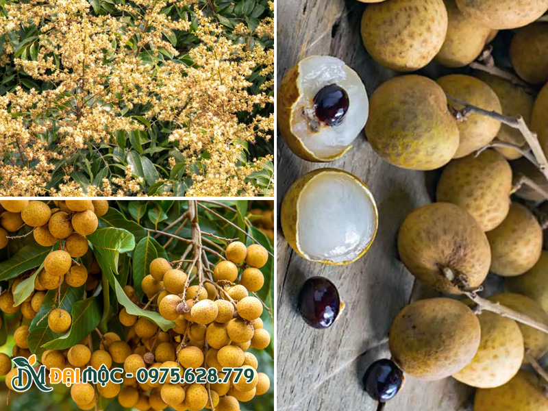 Hình dáng những chùm hoa, chùm quả của cây nhãn cổ thụ