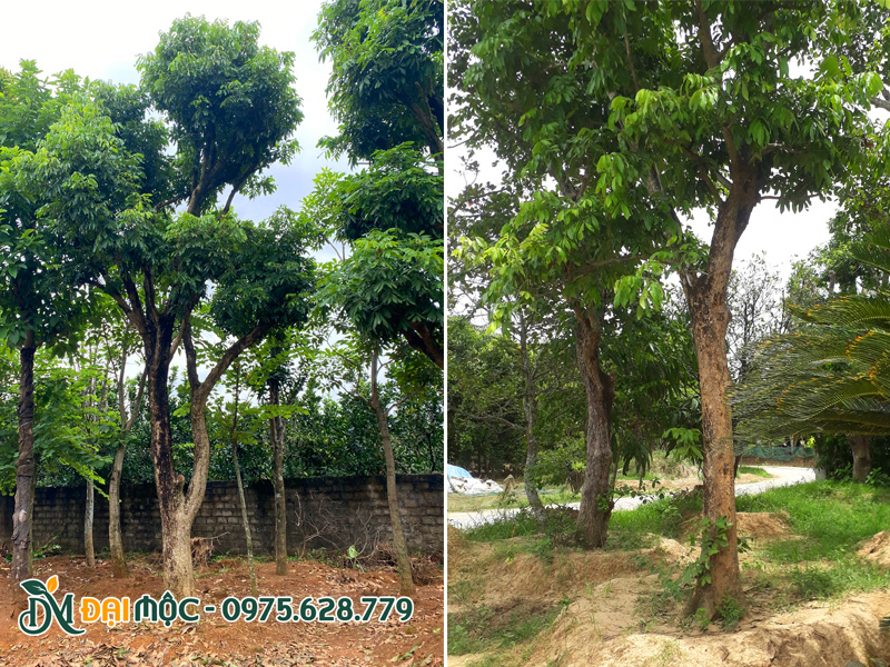 Những gốc nhãn dưỡng ủ trên nên đất pha cát giàu dinh dưỡng