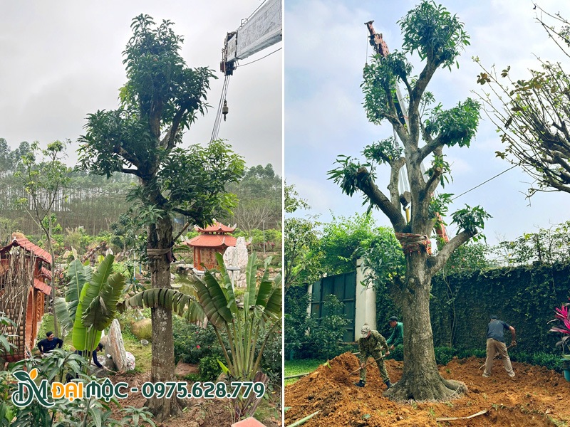 Thi công trồng cây xoài đại thụ cao 8m, đường kính gốc 45 - 65cm