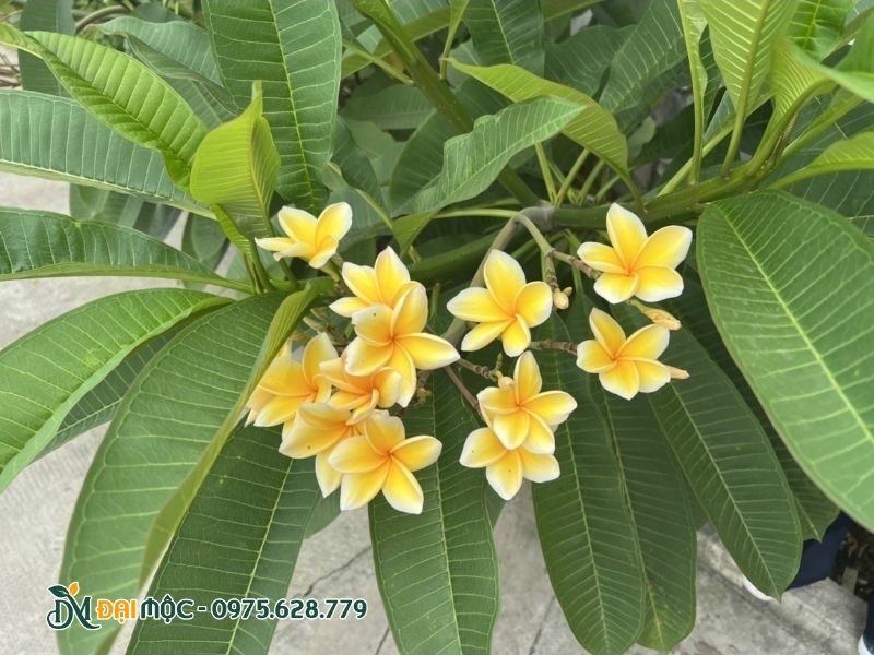 Lá hoa đại vàng khá dày, đậm màu